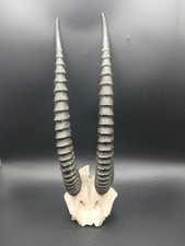 Small Taxidermy Gazelle Skull