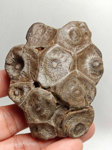 Cluster hexagonal coral fossil - hexagonal,