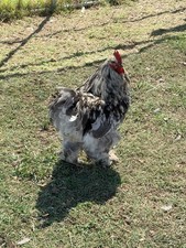 Large Fowl Cochin Hatching