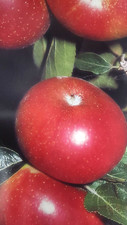 4ft discovery apple tree - apple,