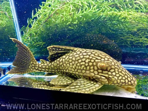L330 watermelon royal pleco - watermelon,