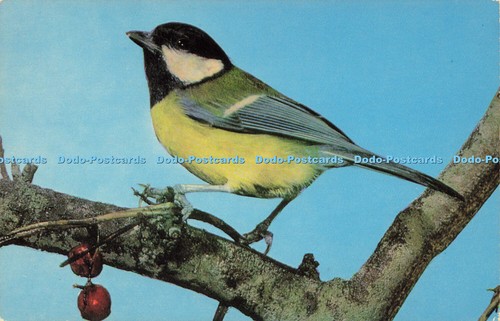R579504 great tit salmon - r579504,