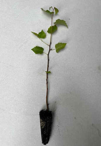 Silver birch - silver, pendula)