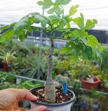 Adenia metamorpha WYSIWYG Own