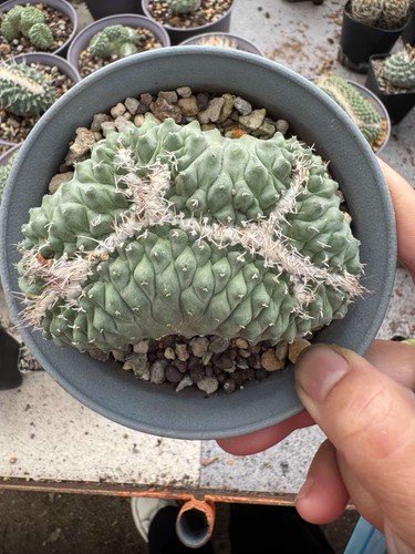 Rare live house plant - rare,