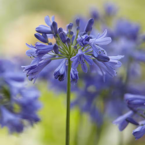 Gal agapanthus ever - 1, gal.