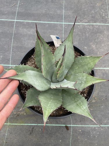 Agave parryi var neomexicana - parryi, var.