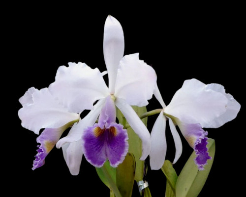 Orchid species cattleya - species,