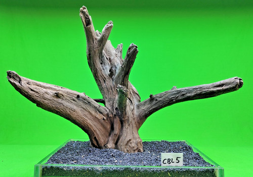 Large corbo root cbl5 - large,