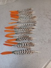 Lady Amherst Pheasant Feathers