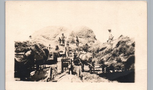 Hay harvest real photo - harvest,
