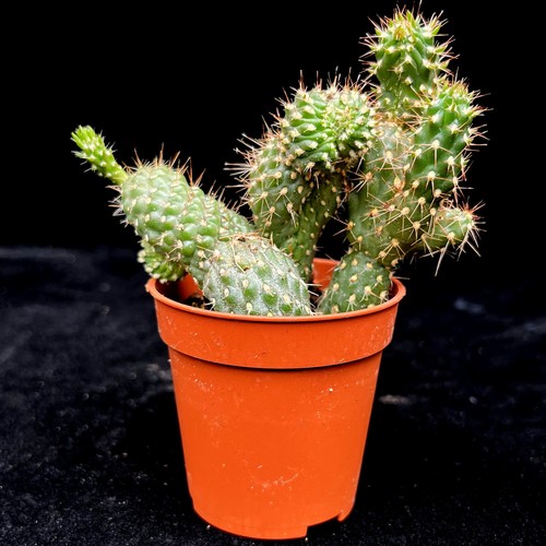 Opuntia fulgida prickly - opuntia,