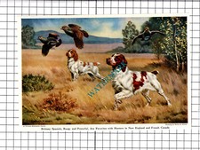 Brittany Spaniels Hunting Dogs Walter A Weber  - 1947 Clipping / Print