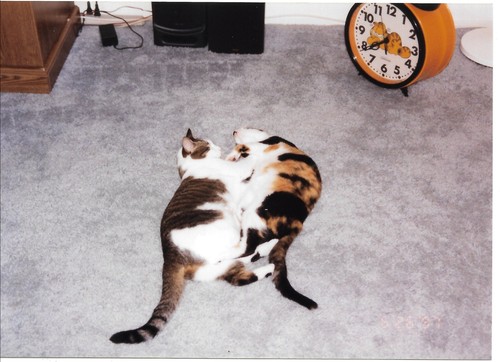 Color photos 1999 cats - 4,