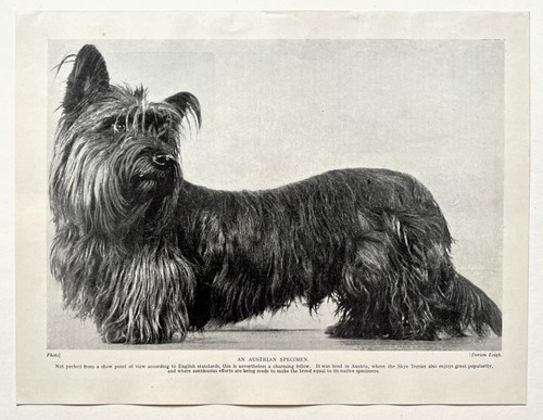 Skye terrier dog breed 1930s - dog,