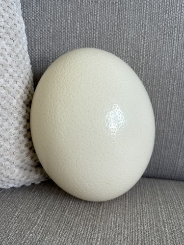 Large ostrich egg 15x12cm - ostrich,