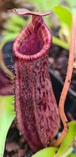 nepenthes spectabilis x lowii