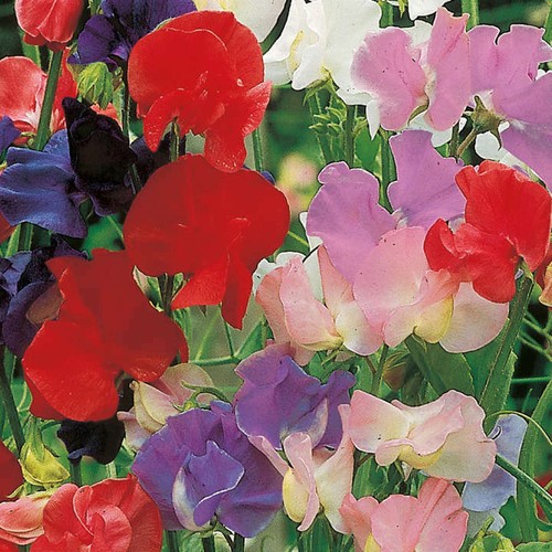 Sweet pea old fashioned - sweet,