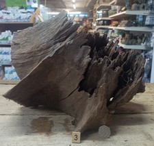 Large Mangrove 30-53cm Root