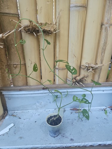 Long monstera adansonii 5 - monstera, 2,5