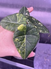 Alocasia Maharani light lime Variegated 