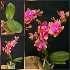 Mini Phalaenopsis Aromio
