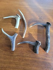 Deer Antler Pieces x 5 Single Point Horns 15cm -27cm various ..  walking sticks