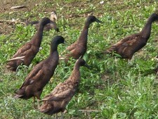 12 Chocolate Runner Duck