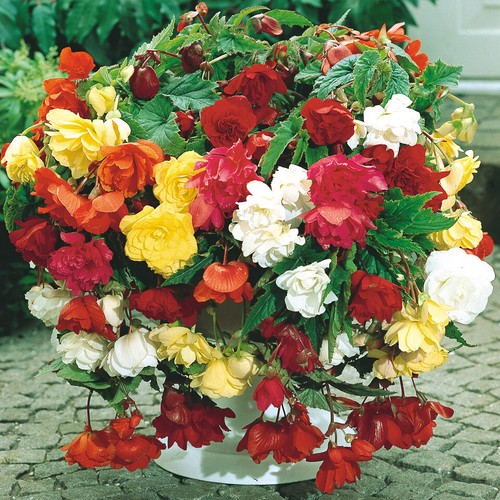 Begonia pendula mixed - 1-10,