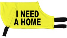 I NEED A HOME Greyhound dog