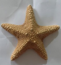 Large Vintage Shell Star fish