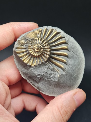 Pyritized pleuroceras ammonite - pyritized,