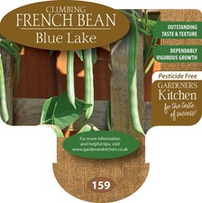Climbing French Beans - 'Blue