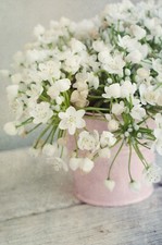 20x Allium Neapolitanum Spring