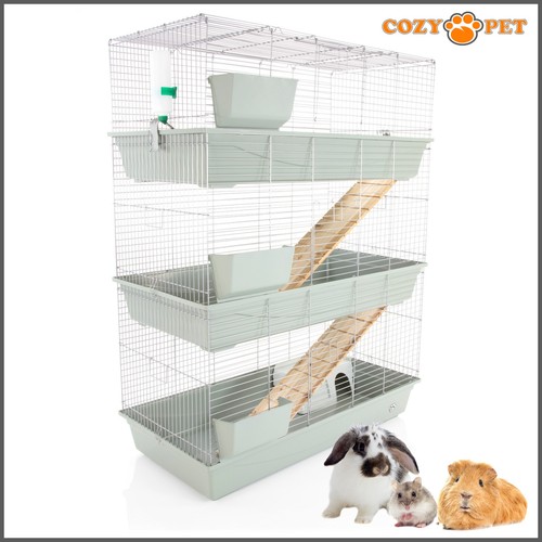 Rabbit guinea pig - guinea,