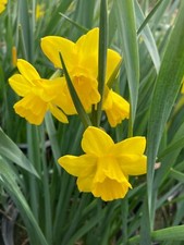 10 Daffodil 'Marie Curie' Bulbs (Free Postage UK)
