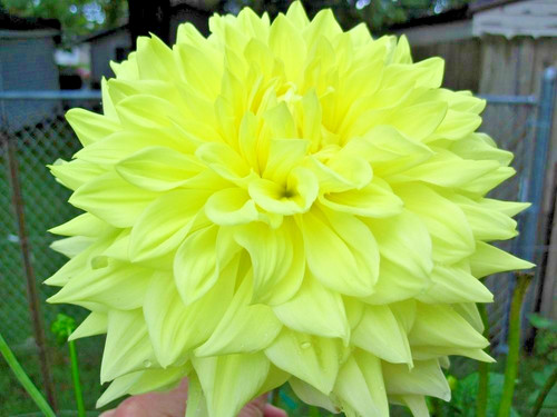 Dinner plate dahlia wandas - dinner,