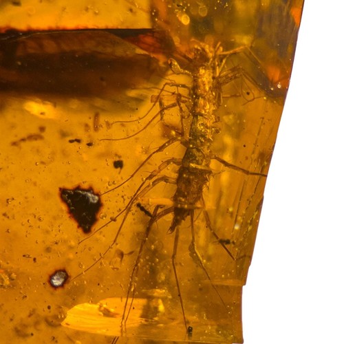 House centipede burmese - house, /