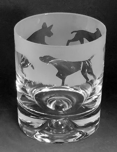 German shorthaired pointer - shorthaired,