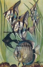 Fridge magnet tropical - fridge,