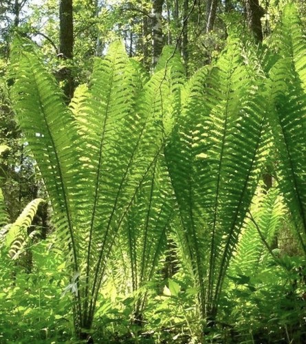 Gigantic xxxl shuttlecock - shuttlecock, fern