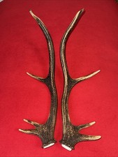PAIR OF RED DEER ANTLERS 493g
