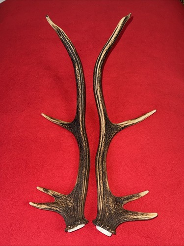 Pair red deer antlers 493g - red,