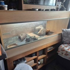 Bearded dragon wooden - dragon,