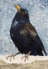 Original Watercolour Blackbird