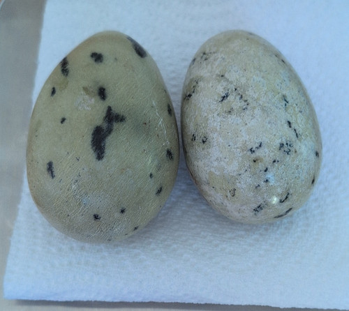 Polished speckled - 2x,