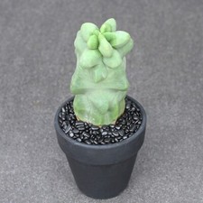 15CM Succulent Cactus Plant