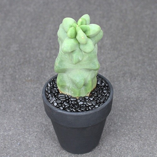 15cm succulent cactus plant - 15cm,