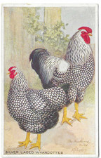 Artist Drawn Postcard The Feathered World Silver Laced Wyandottes - Chickens