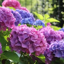 Hydrangea Plant  Macrophylla 'Bouquet Rose' Pink Purple Flowering Shrub 9cm Pot